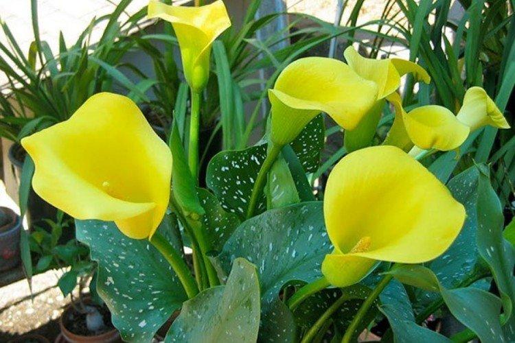 Желтые Домашние Цветы Фото С Названием