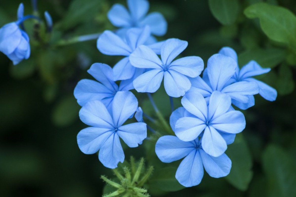 виды голубых цветов