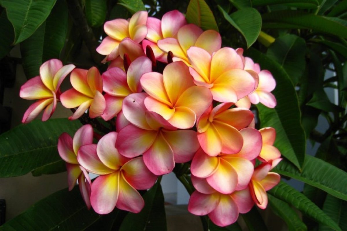 Плюмерия Plumeria d17 h100