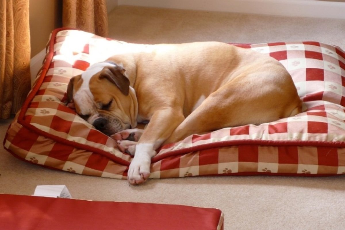 собака постоянно роет кровать