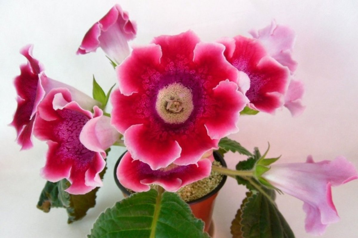 Домашний цветок глоксиния фото и уход за ними