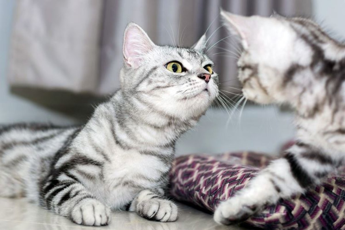 Породы кошек для квартиры короткошерстные фото