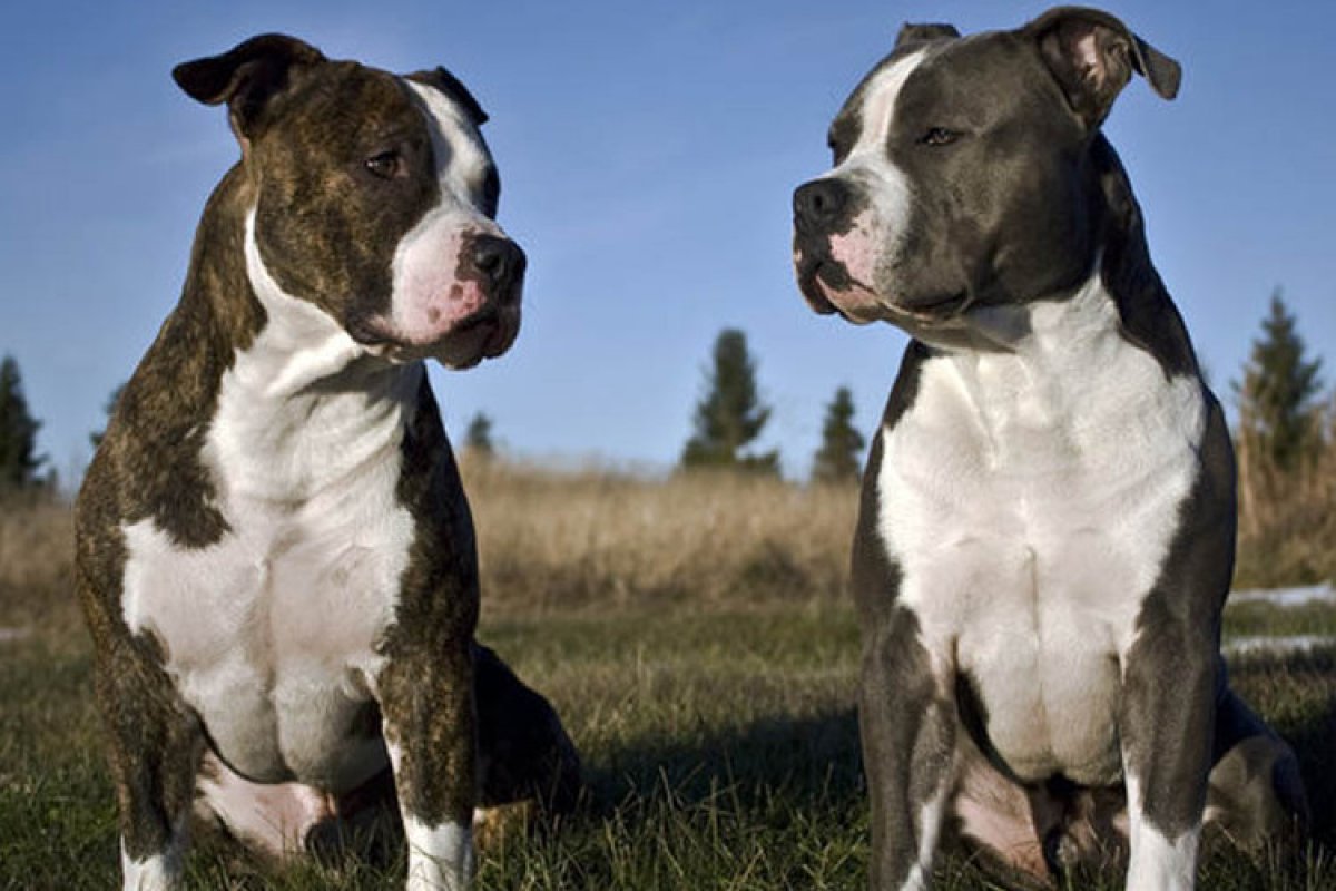 Породы бойцовских собак с фотографиями и названиями