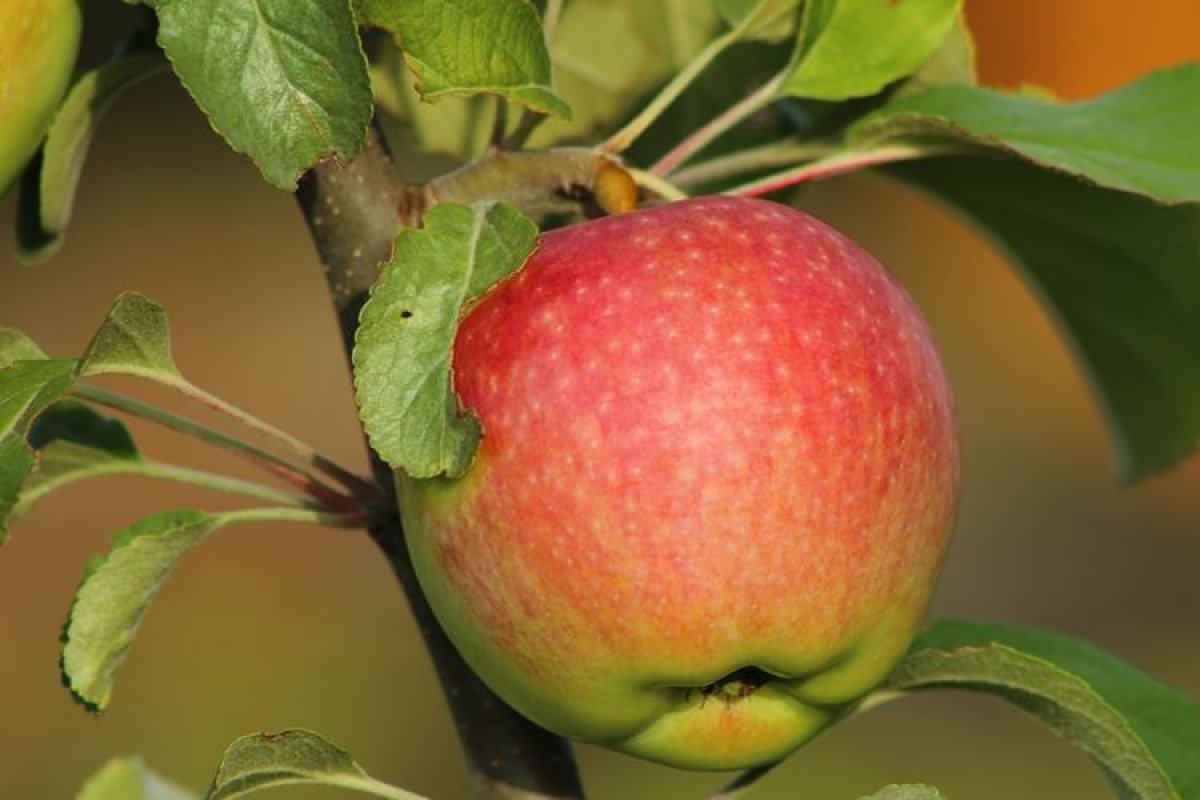 Сорт яблок серафима фото и описание сорта