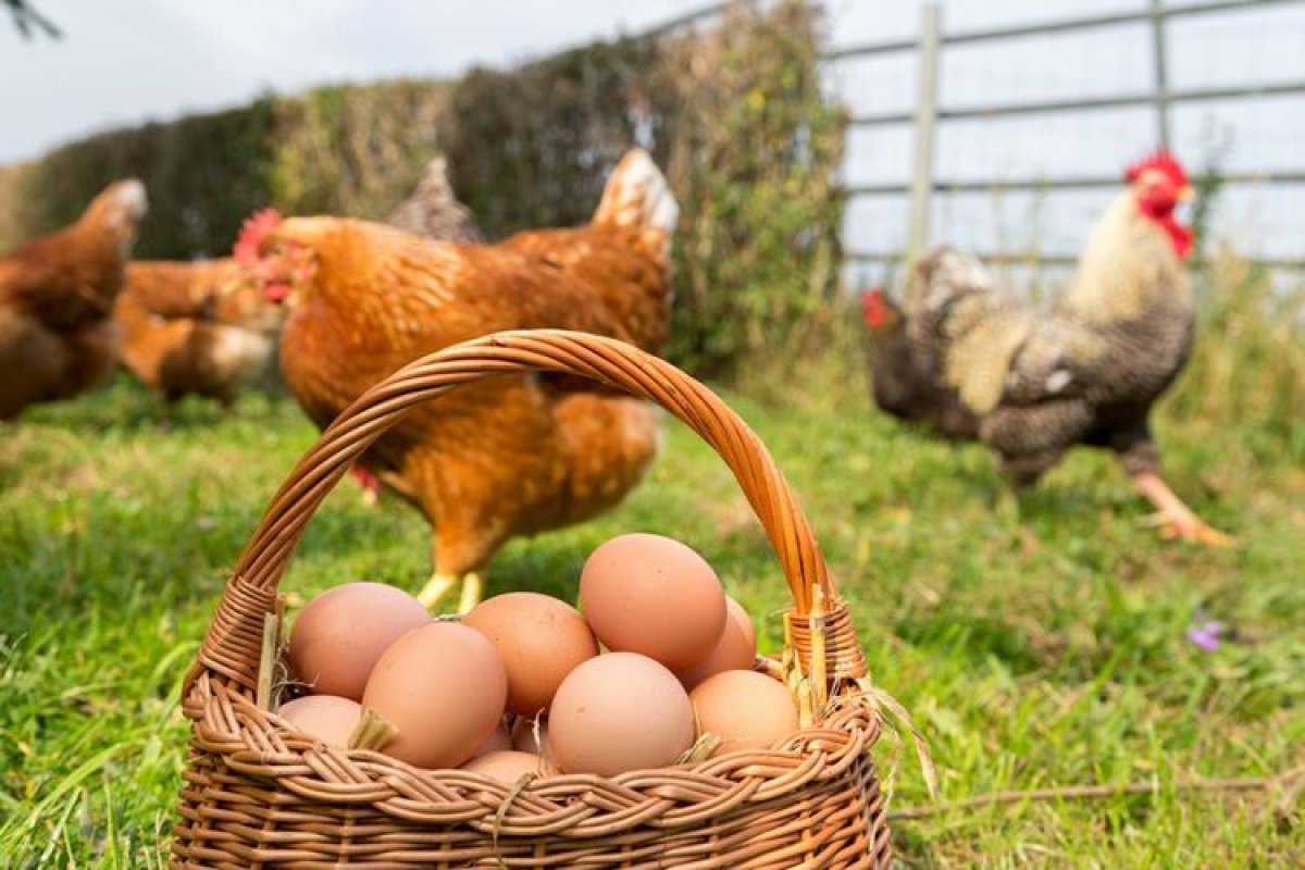 Se pueden comer huevos de gallinas enfermas
