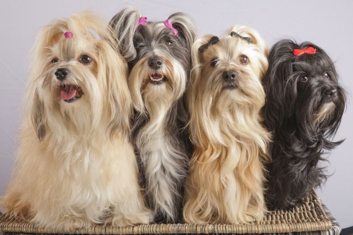 русские собаки породы название с фото