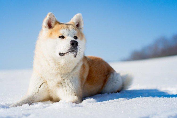 Улыбающаяся собака порода японская порода
