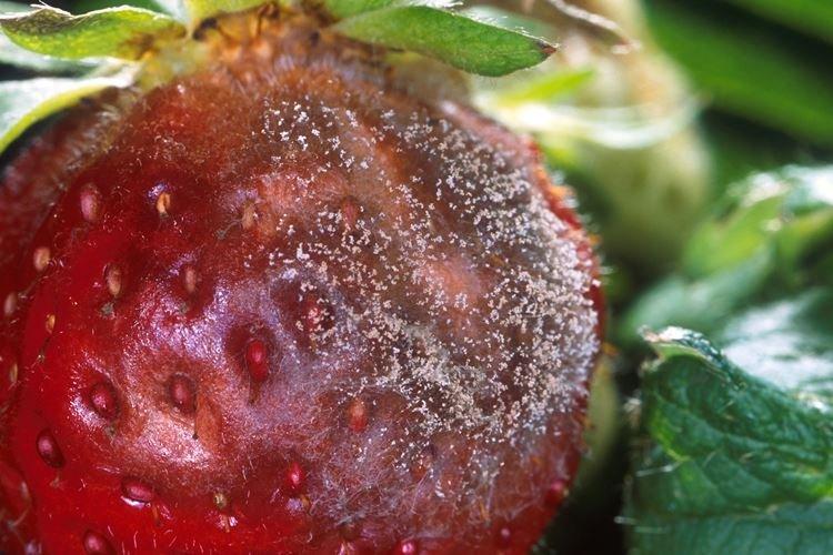 Болезни ягод клубники описание с фотографиями и способы лечения
