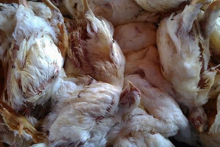 Птичий грипп - Вирусы и инфекции кур несушек и бройлеров