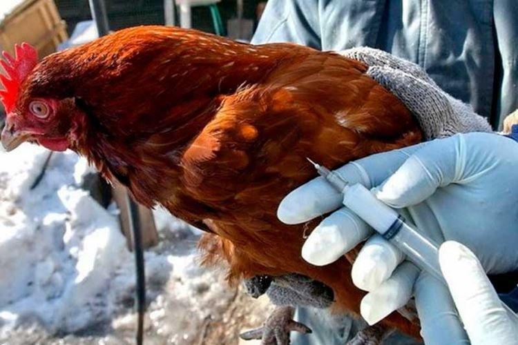 Колибактериоз - Вирусы и инфекции кур несушек и бройлеров