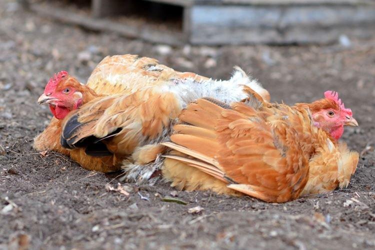 Гастроэнтерит - Болезни кур несушек и бройлеров