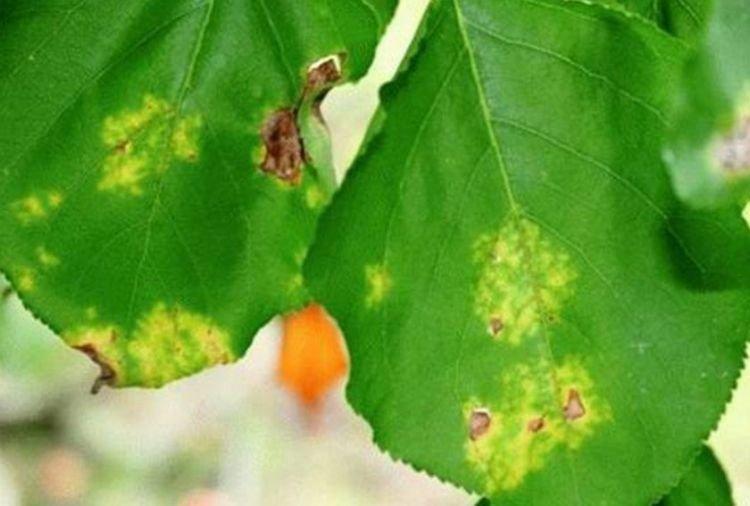 Черешня болезни и лечение с фото листьев