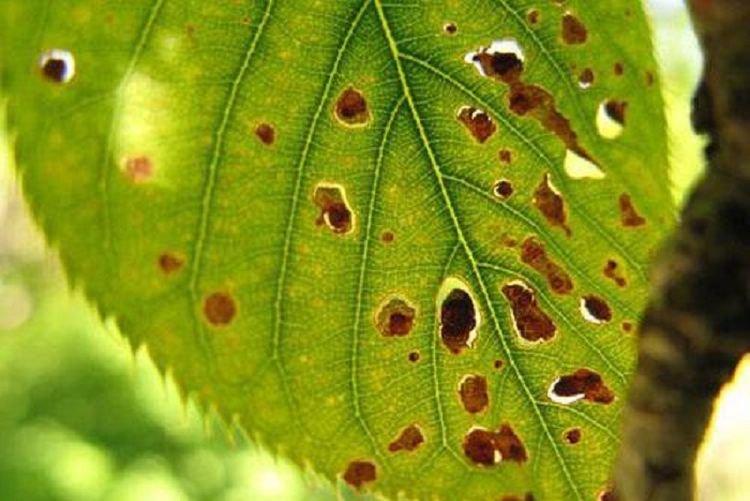 Хойя болезни листьев фото и описание