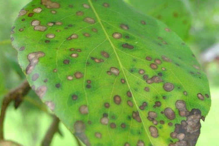 Гибискус болезни листьев и лечение фото