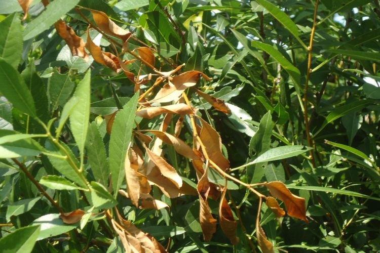 Листья желтеют и сохнут - Болезни листьев черешни