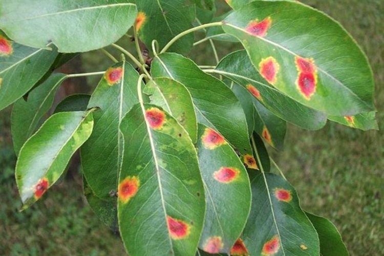 Бурые пятна на листьях - Болезни листьев черешни