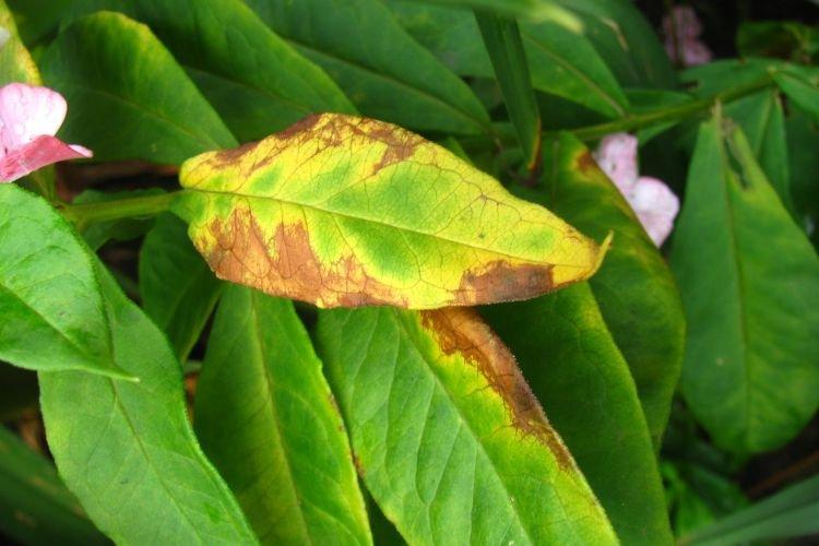 Листья желтеют и сохнут - Болезни листьев у флоксов