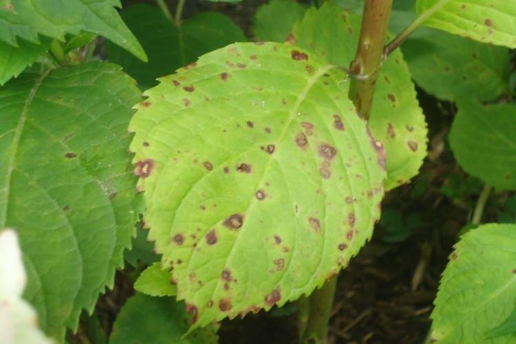Бурые пятна на листьях - Болезни листьев у гортензии