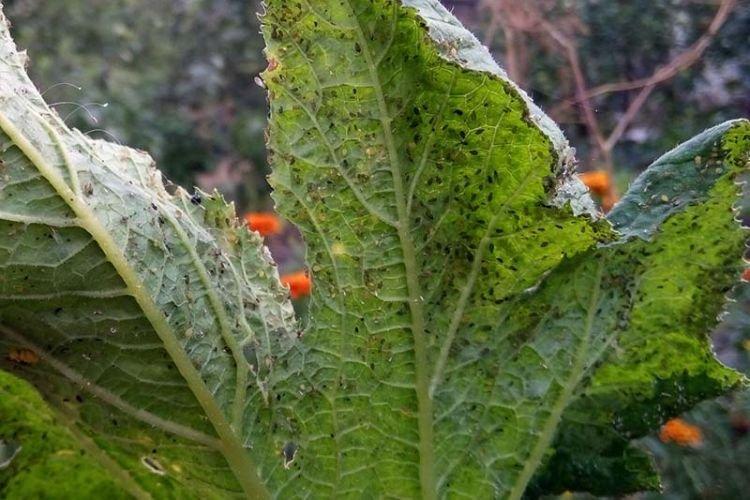11 болезней кабачков: что делать если скручиваются и желтеют листья, болезни рассады