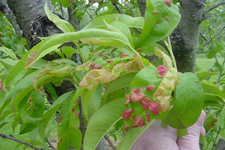 Пупырышки и бугорки на листьях - Болезни листьев у персика