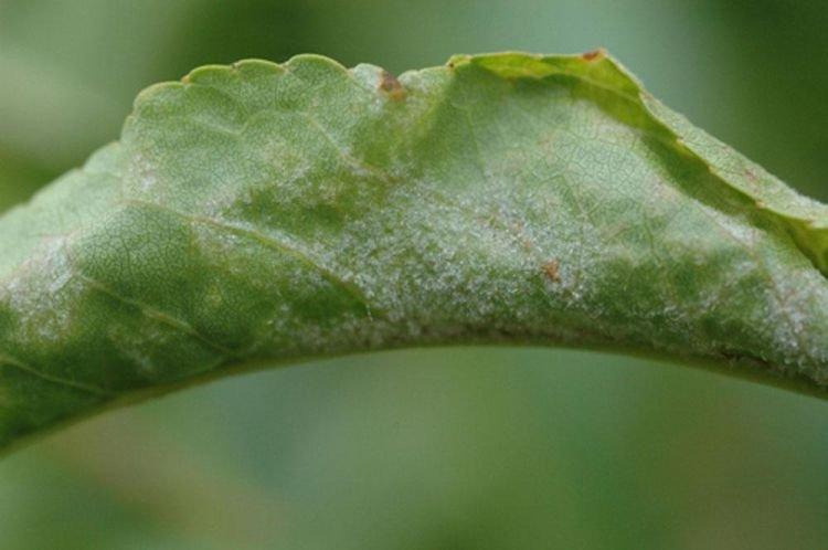 Панданус болезни листьев фото и описание