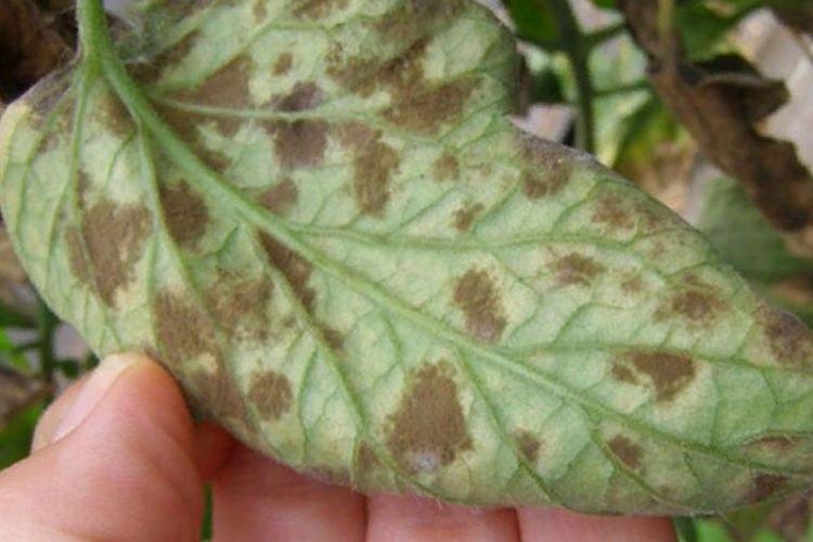 Гибискус болезни листьев и лечение фото