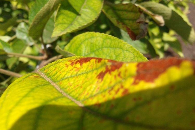 Листья желтеют и сохнут - Болезни листьев сливы