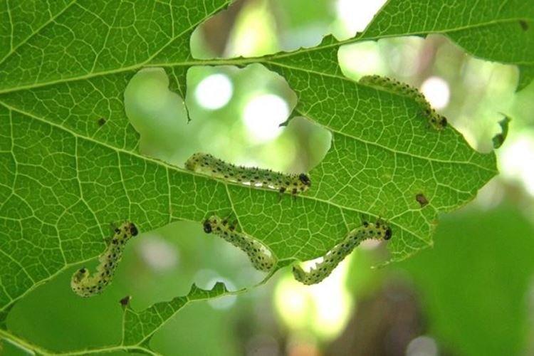 Ржавые пятна на листьях смородины фото и как бороться