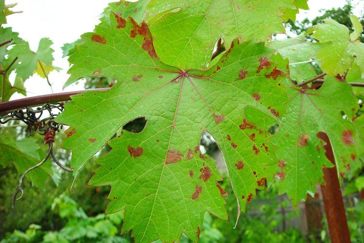 Болезни листьев винограда: описания с фото, лечение
