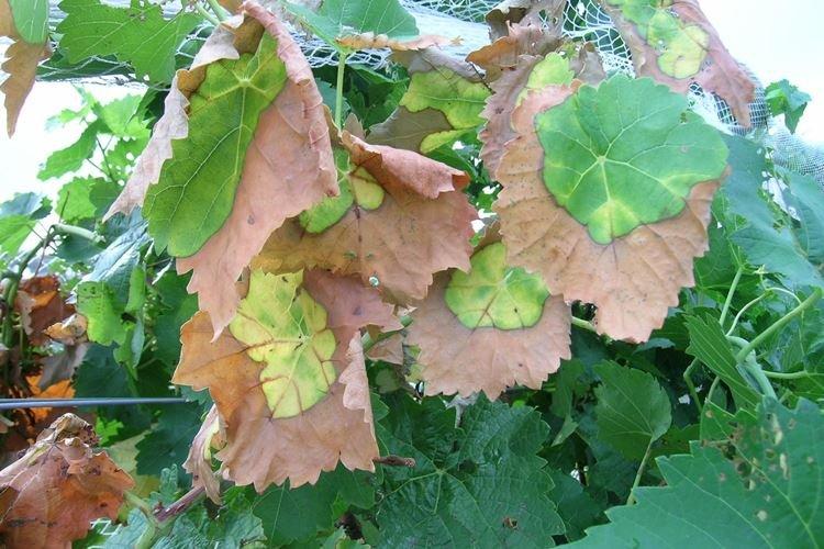Листья желтеют и сохнут - Болезни листьев винограда