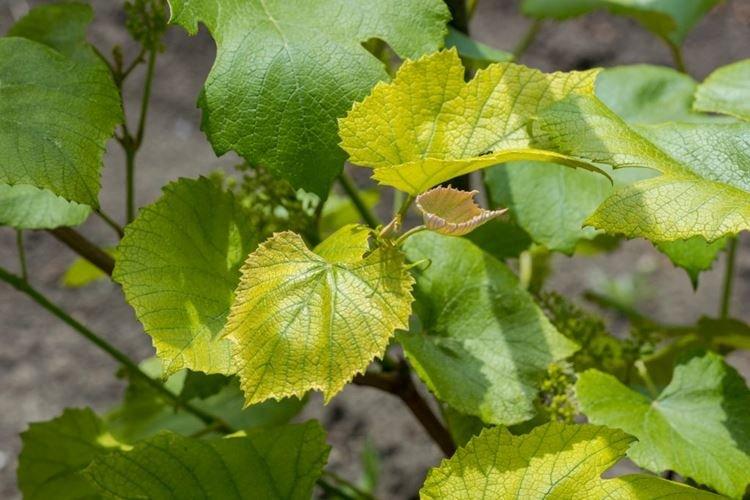 Бледные и светлые листья - Болезни листьев винограда