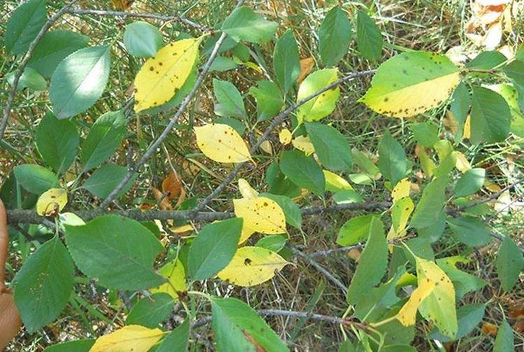 Бледные и светлые листья - Болезни листьев вишни