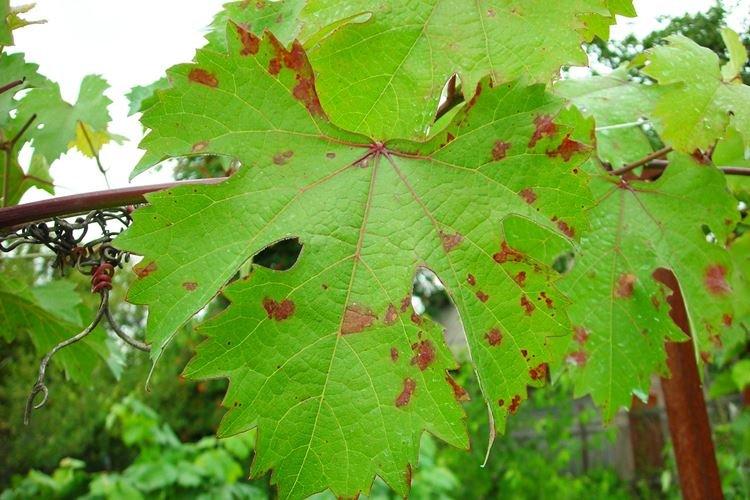 Милдью - Болезни винограда, описание с фото и лечение