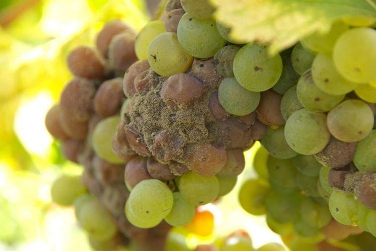Серая гниль - Болезни винограда, описание с фото и лечение