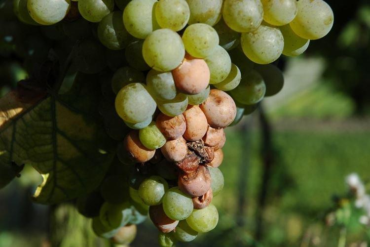 Кислая гниль - Болезни винограда, описание с фото и лечение