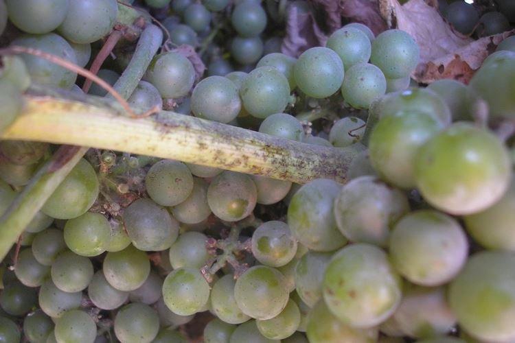 Оидиум - Болезни винограда, описание с фото и лечение