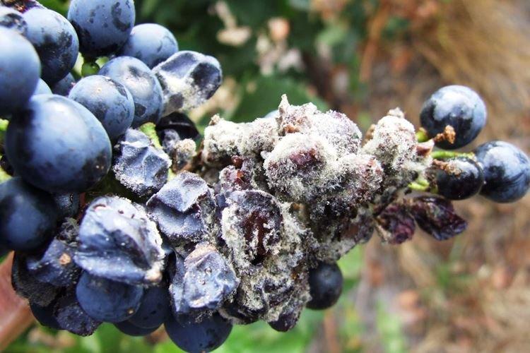 Белая гниль - Болезни винограда, описание с фото и лечение