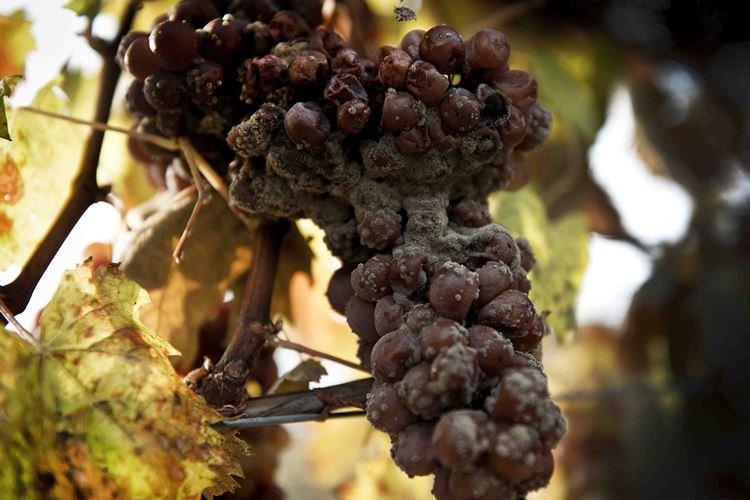 Аспергиллезная гниль - Болезни винограда, описание с фото и лечение