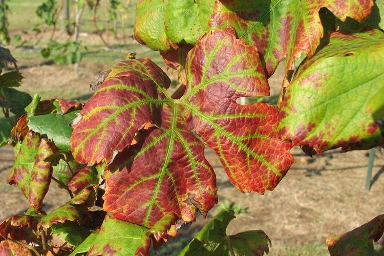 Альтернариоз - Болезни винограда, описание с фото и лечение