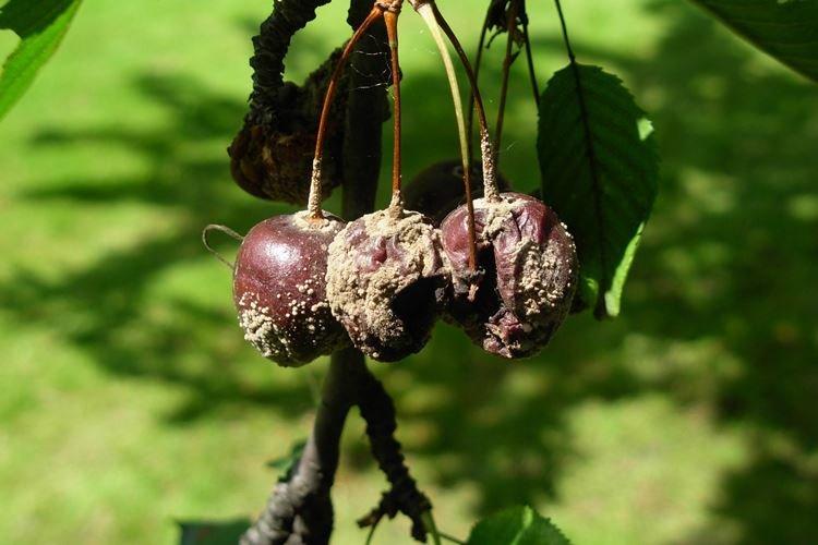 Болезни виноградной лозы описание с фотографиями