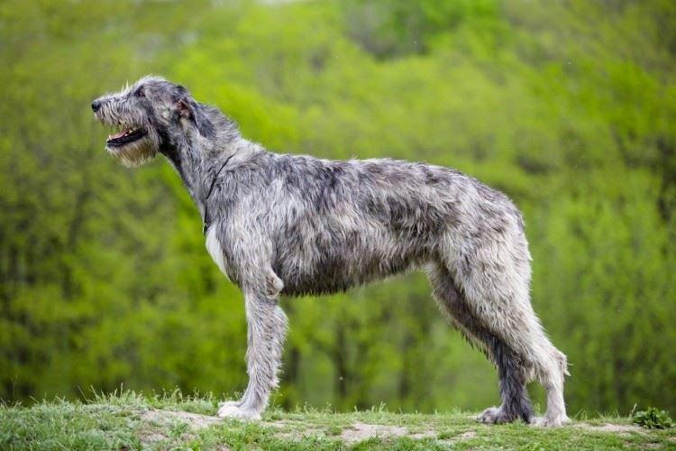 Ирландский волкодав - Большие породы собак