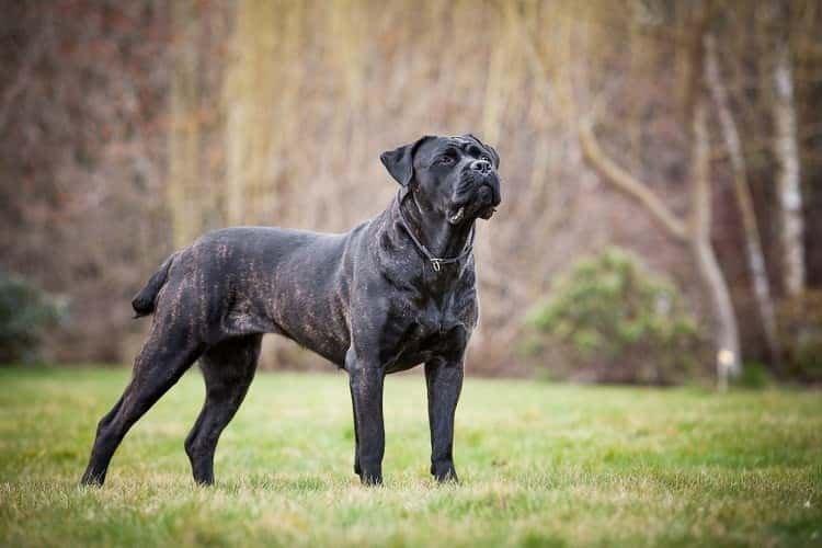 Картинку породы самых больших собак