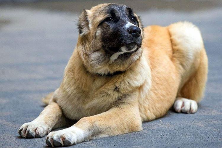 Гампр - Большие породы собак