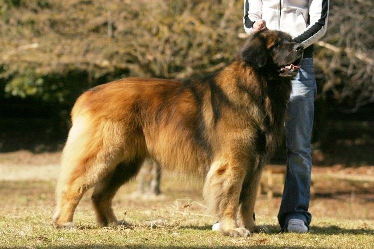 Леонбергер - Большие породы собак