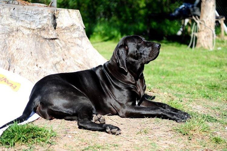 Фила бразилейро - Большие породы собак