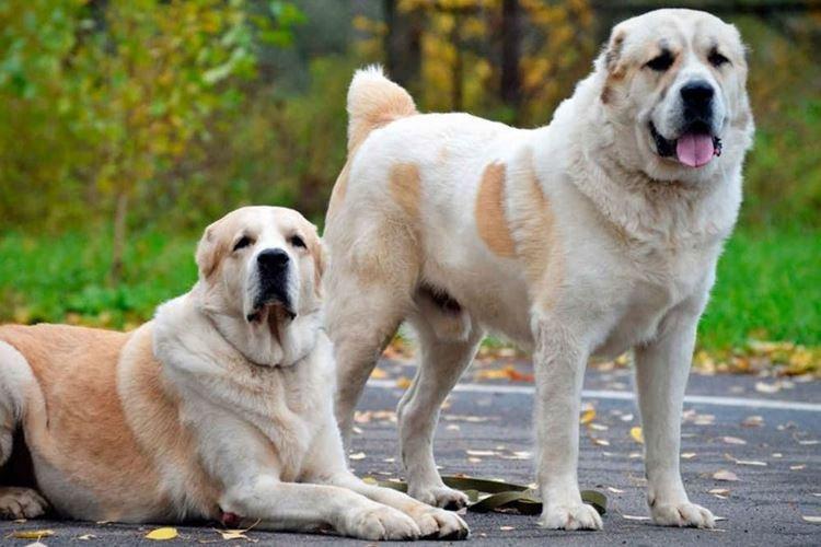 Назовите крупные породы собак