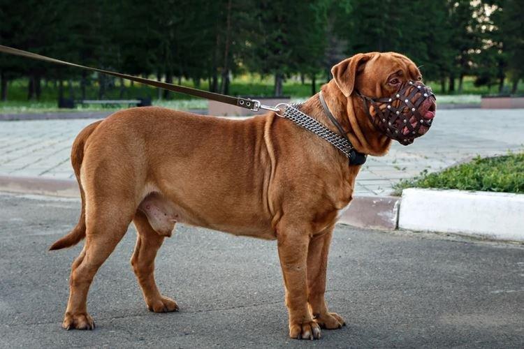 Самые большие собаки породы сколько стоят