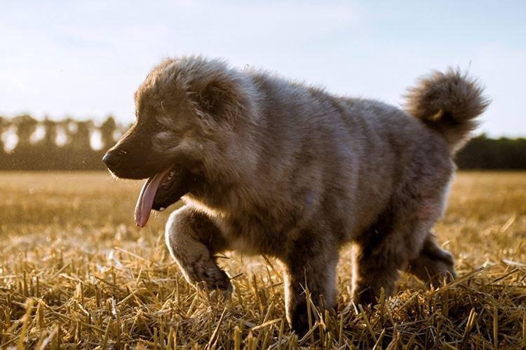 Кавказская овчарка - Большие породы собак