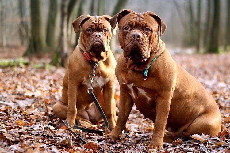 Бордоский дог, французский мастиф - Бойцовские породы собак