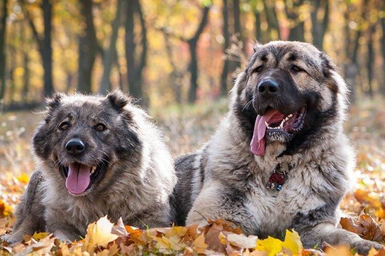 Кавказская овчарка - Бойцовские породы собак